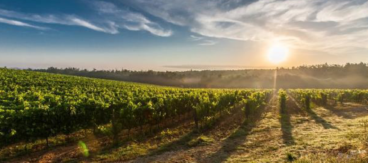 Imagen Tour de Bodegas